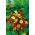 Große Kapuzinerkresse - Gleam - Mischung - Tropaeolum majus - Rankend oder kletternd, erreicht bis zu 150 cm - Samen