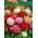 Geranium, storksbill - mix de culoare - 10 semințe - Pelargonium L'Hér.