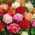 Geranium, storksbill - mix de culoare - 10 semințe - Pelargonium L'Hér.