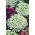 Alisso Nano - Snowcloth - Lobularia maritima - Candore avvolgente e aroma seducente - Semi Freschi