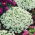 Alisso Nano - Snowcloth - Lobularia maritima - Candore avvolgente e aroma seducente - Semi Freschi
