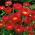 Roseneternell - röd - Helipterum roseum - Elegant laxrosa ton och perfekt snittblomma - Färska frön