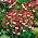 Nemesia - St. George - Nemesia strumosa - Spettacolo floreale duraturo - Semi Freschi