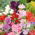 Sweet Pea - Mammoth Mixed - Lathyrus odoratus - Most vigorous mix, longest-lasting scent - Fresh Seeds