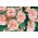Garofano - La France - Dianthus caryophyllus - Eleganza classica, aroma intenso - Semi Freschi