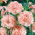 Garofano - La France - Dianthus caryophyllus - Eleganza classica, aroma intenso - Semi Freschi
