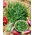BIO Wild Rocket - Perennial variety with deeply serrated, spicy leaves - Fresh Seeds