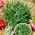BIO Wild Rocket - Perennial variety with deeply serrated, spicy leaves - Fresh Seeds