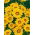 Gazanie - Yellow with ring - Gazania splendens - Galben intens, margini strălucitoare - Semințe proaspete