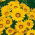 Gazanie - Yellow with ring - Gazania splendens - Galben intens, margini strălucitoare - Semințe proaspete
