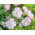 Kerti szegfű - Benigna - Dianthus caryophyllus - Legmélyebb rózsaszín, legintenzívebb illat - Friss vetőmagok