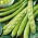 Broad Bean - Superaguadulce - Best yield, creamiest texture - Fresh Seeds