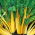 Swiss Chard - Bright Yellow - Brightest, most striking yellow stems - Fresh Seeds