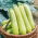 Courgette, zucchini - Lungo Bianco - Tenderest flesh, mildest gourmet taste - Fresh Seeds