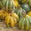 Pumpkin - Americana Tonda - Boldest shape, most decorative heirloom variety - Fresh Seeds