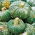 Zucca - Marina di Chioggia - Gusto autentico e consistenza nocciolata - Semi Freschi