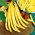 Dwarf Bean - Kinghorn Wax - Most tender, finest buttery taste - Fresh Seeds
