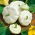 Calabaza Patisson - Blanca - Textura refinada y pureza envolvente - Semillas frescas
