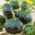 Squash Patty Pan - green - Tastiest, firmest texture - Fresh Seeds