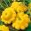 Squash Patty Pan - yellow - Richest, nuttiest flavour - Fresh Seeds
