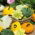 Zucchino Patisson - miscuglio - Vivace e versatile - Semi Freschi