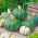 Pumpkin - Delica F1 - Silkiest, most velvety texture - Fresh Seeds