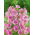 Musk Mallow - pink - Malva moschata - Most delicate, longest-flowering pink blooms - Fresh Seeds