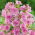 Musk Mallow - pink - Malva moschata - Most delicate, longest-flowering pink blooms - Fresh Seeds