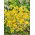 Siempreviva del Monte - Curry - Helichrysum italicum - Esencia aromática y tono singular - Semillas frescas