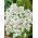 Sticky Catchfly - white - Lychnis viscaria - Brightest white, longest-lasting wild beauty - Fresh Seeds
