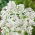 Sticky Catchfly - white - Lychnis viscaria - Brightest white, longest-lasting wild beauty - Fresh Seeds