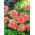 Zalm Geranium seeds - Pelargonium x tuin - 10 zaden - Pelargonium x hortorum