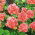 Zalm Geranium seeds - Pelargonium x tuin - 10 zaden - Pelargonium x hortorum