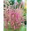 Meerlavendel Rose Samen - Limonium Suworowii - 1100 Samen