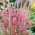 Meerlavendel Rose Samen - Limonium Suworowii - 1100 Samen