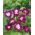 Hajnalka - Ruffled Red - Ipomoea x imperialis - Legmélyebb piros, drámai sziromforma - Friss vetőmagok