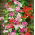 Ivy Geranium frø - Pelargonium peltatum - 5 frø