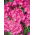 Pelargonie - lyserød - 11 frø - Pelargonium L'Hér.