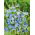 Siererwt - Blue Ripple - Lathyrus odoratus - Diepblauwe allure en verleidend parfum - Verse zaden
