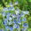 Siererwt - Blue Ripple - Lathyrus odoratus - Diepblauwe allure en verleidend parfum - Verse zaden