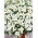 Némésia - White Knight - Nemesia strumosa - Blanc pur et lumineux, élégance florale raffinée - Graines fraîches