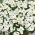 Némésia - White Knight - Nemesia strumosa - Blanc pur et lumineux, élégance florale raffinée - Graines fraîches