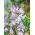 Sweet Pea - Lilac Ripple - Lathyrus odoratus - Most regal lilac ripple, highly scented - Fresh Seeds