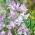 Sweet Pea - Lilac Ripple - Lathyrus odoratus - Most regal lilac ripple, highly scented - Fresh Seeds