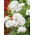 Semințe de geraniu alb - Pelargonium - 11 semințe - Pelargonium L'Hér.