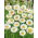 Everlasting Daisy - white - Helipterum roseum - Most delicate white, finest dried flower - Fresh Seeds