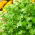 BIO Coriandolo - Coriandrum sativum - Perfetto per curry, insalate, salse e miscele di spezie - Semi Freschi