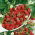 Fraisier des Boi - Running Red - Saveur exquise, fruits d’une douceur inégalée - Graines fraîches