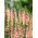 Vingerhoedskruid - Apricot Beauty - Digitalis purpurea - Fijne abrikoosaccenten en indrukwekkende vorm - Verse zaden