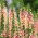 Vingerhoedskruid - Apricot Beauty - Digitalis purpurea - Fijne abrikoosaccenten en indrukwekkende vorm - Verse zaden
